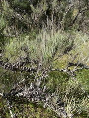 Allocasuarina humilis