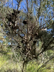 Allocasuarina humilis