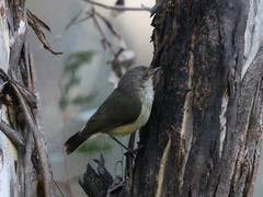 Acanthiza reguloides