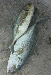 Caranx crysos