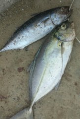 Caranx crysos