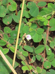 Lespedeza pilosa