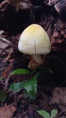Volvariella bombycina flaviceps