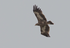Aquila nipalensis