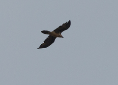 Gypaetus barbatus barbatus