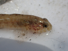 Gobius paganellus