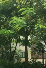 Delonix regia