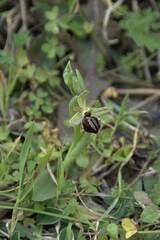Ophrys