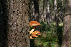 Gymnopilus junonius