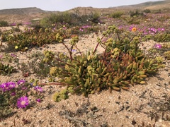 Crassula