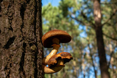 Gymnopilus junonius