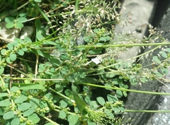 Poaceae