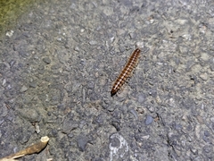 Chamberlinius hualienensis