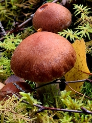 Cortinarius laniger