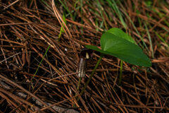Arisarum simorrhinum