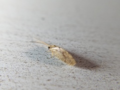 Hemerobius
