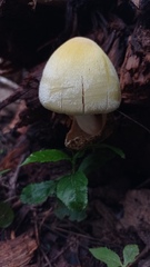 Volvariella bombycina flaviceps
