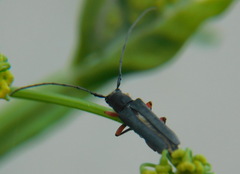 Phytoecia icterica