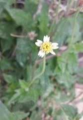 Tridax procumbens