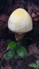 Volvariella bombycina flaviceps