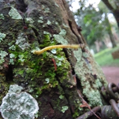Psamatodes abydata