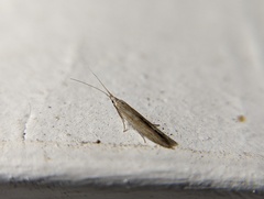 Coleophoridae