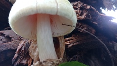 Volvariella bombycina flaviceps
