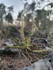 Drosera finlaysoniana