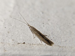Coleophoridae