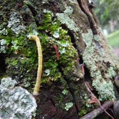Psamatodes abydata