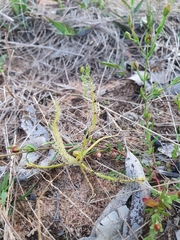 Drosera finlaysoniana