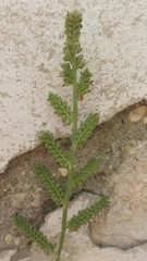 Poaceae