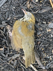 Hylocichla mustelina