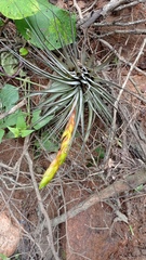Tillandsia concolor