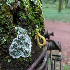 Psamatodes abydata