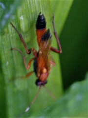 Ctenochares bicolorus