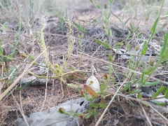 Drosera finlaysoniana