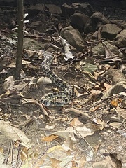 Morelia spilota
