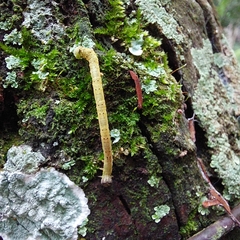 Psamatodes abydata