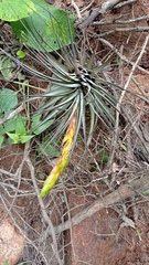 Tillandsia concolor