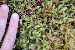 Aulacomnium palustre