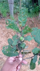 Quercus segoviensis