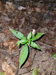 Persicaria longiseta