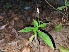 Persicaria longiseta