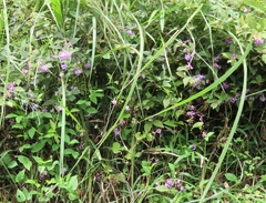 Vicia unijuga