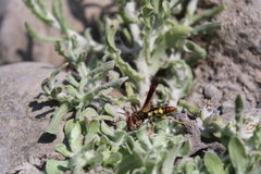 Polistes peruvianus