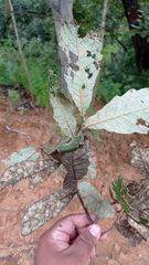 Quercus segoviensis