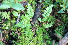 Dryopteris cristata