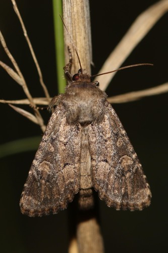 Flounced Rustic