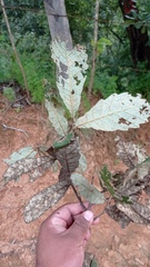 Quercus segoviensis